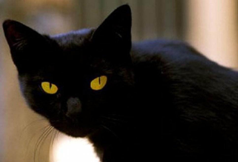 Gli animali più ricchi del mondo 