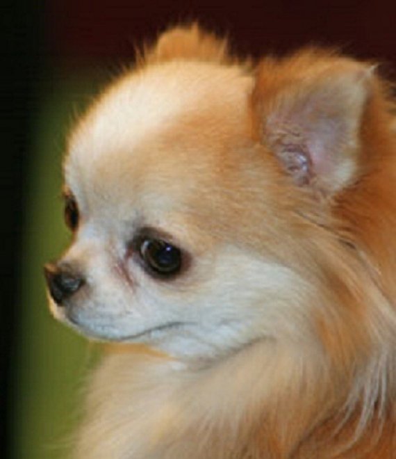 Gli animali più ricchi del mondo 