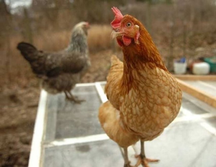 Gli animali più ricchi del mondo 