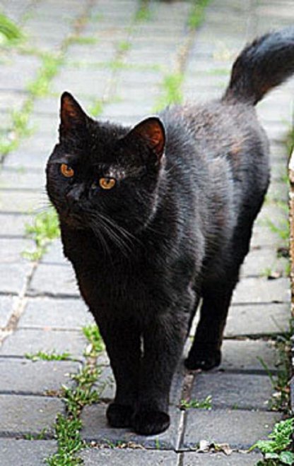 Gli animali più ricchi del mondo 