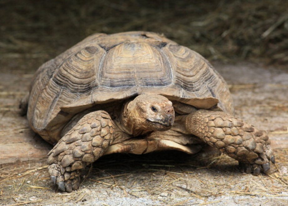 Gli animali più ricchi del mondo 