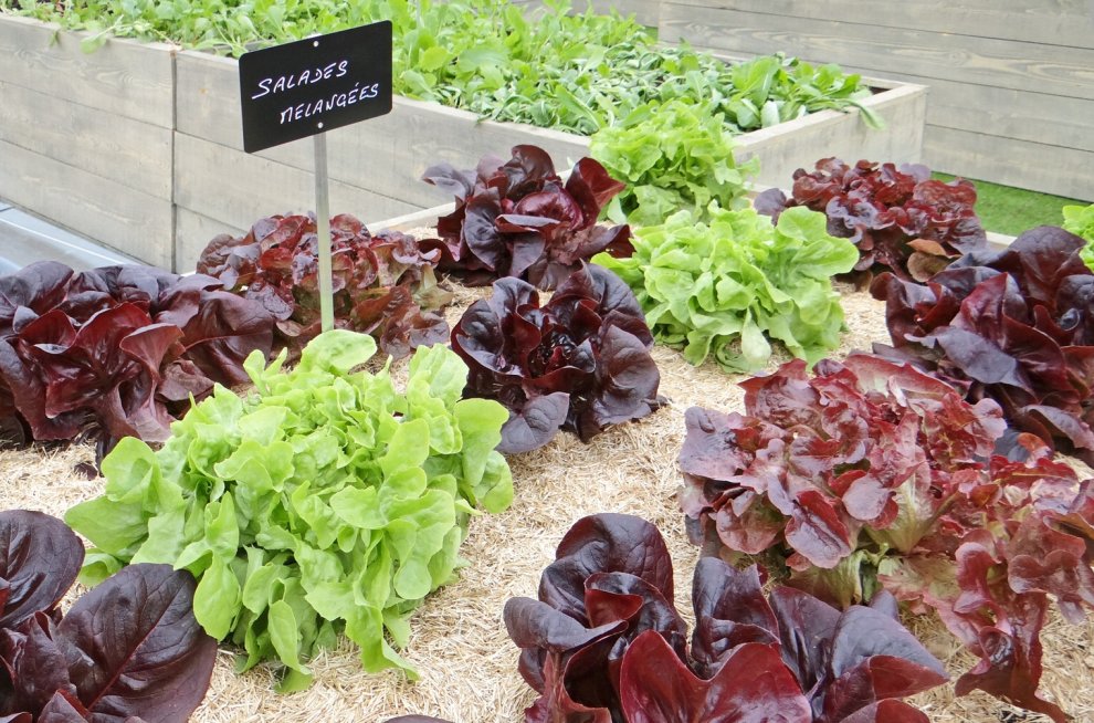 Roof garden, tra progetti futuristici e realtà