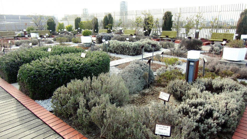 Roof garden, tra progetti futuristici e realtà