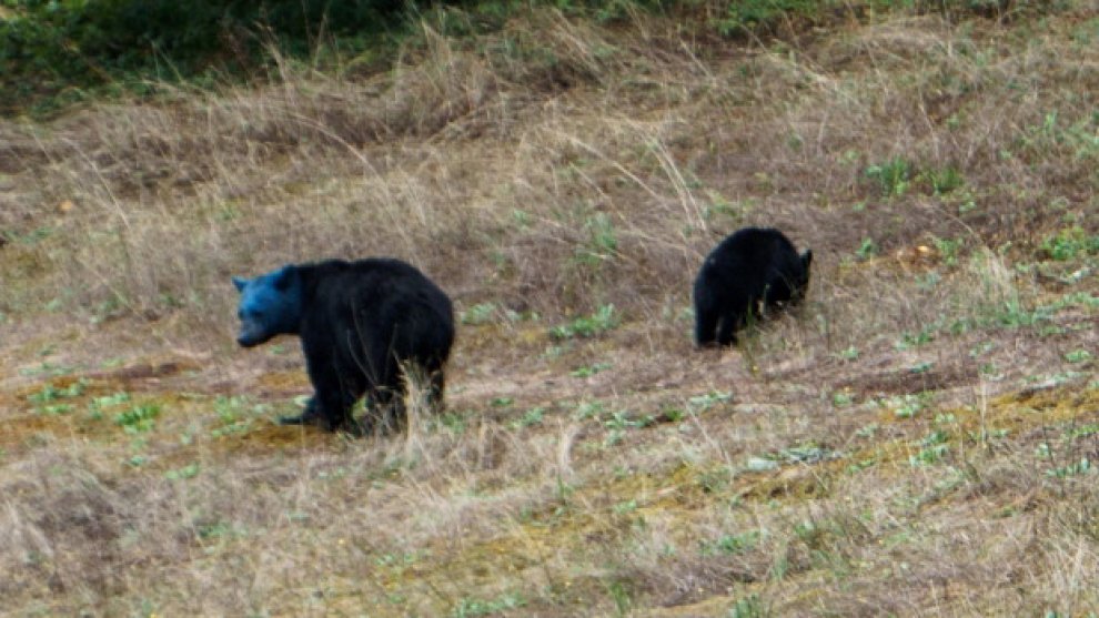 Canada, il mistero dell'orso dalla testa blu