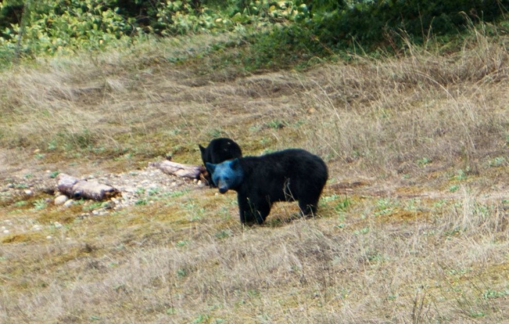 Canada, il mistero dell'orso dalla testa blu