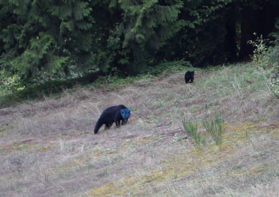 Canada, il mistero dell'orso dalla testa blu