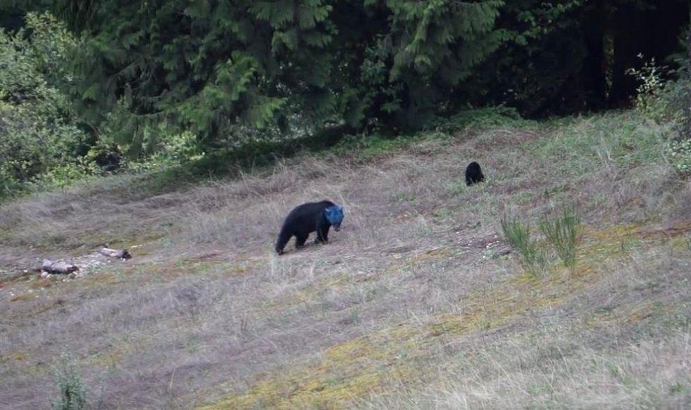 Canada, il mistero dell'orso dalla testa blu
