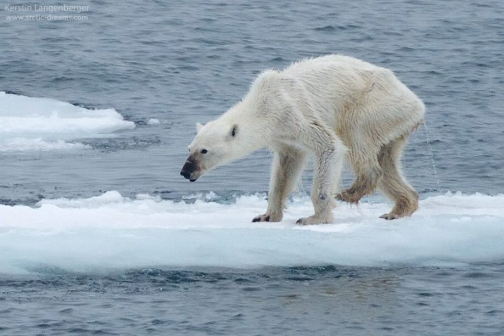 Artico, l'orso polare emaciato simbolo del surriscaldamento del pianeta
