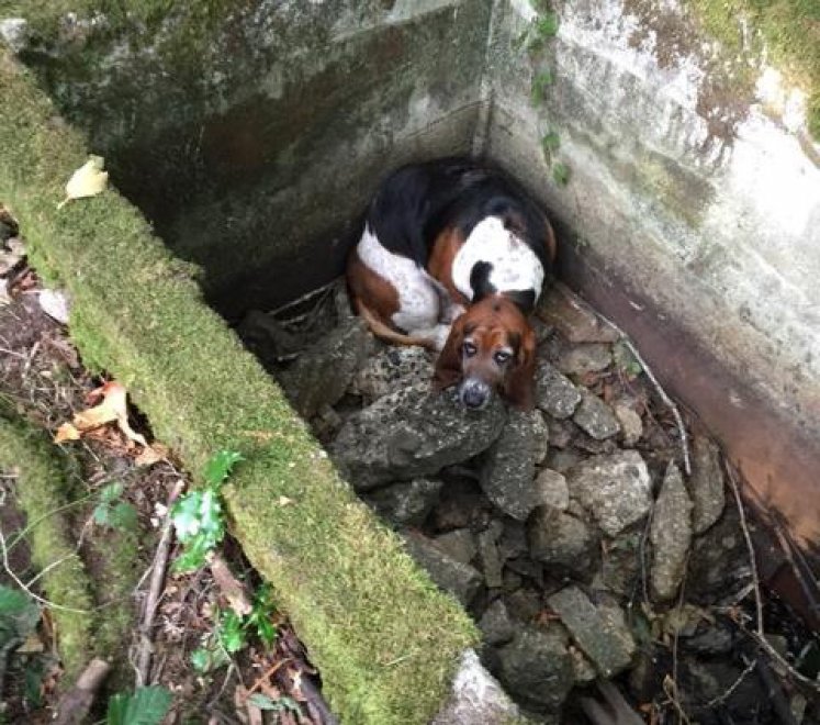 Tillie, il cane che veglia l'amica intrappolata