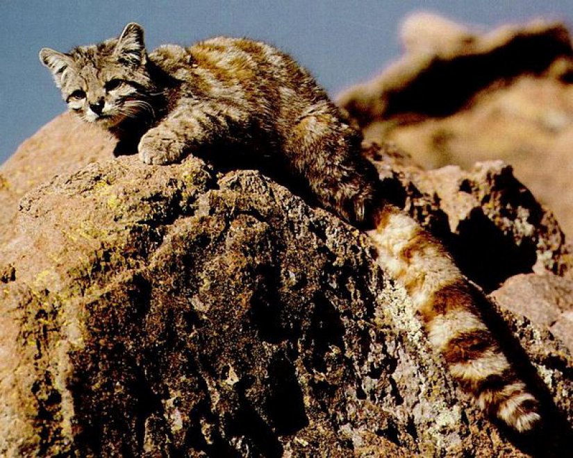 Wwf, le conseguenze del "Ghiaccio bollente" sul nostro pianeta