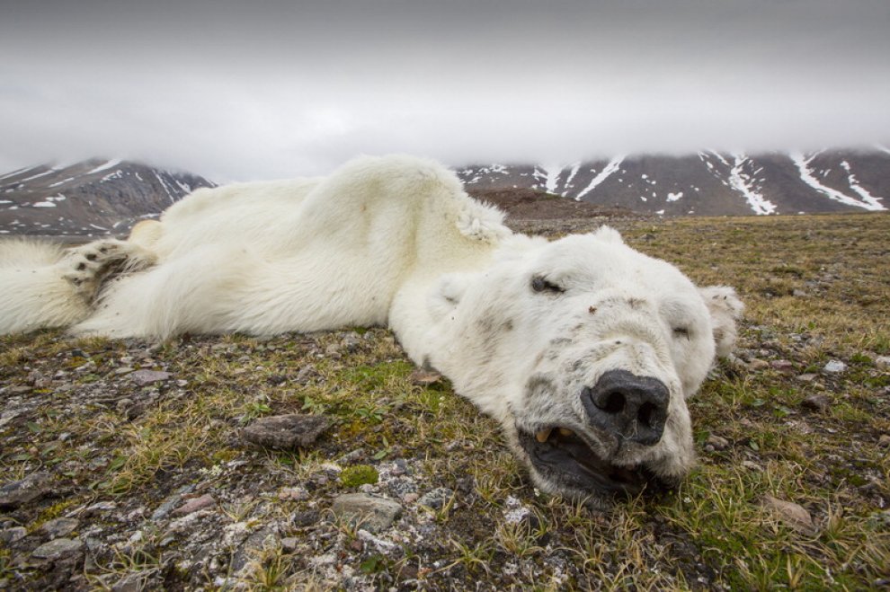 Wwf, le conseguenze del "Ghiaccio bollente" sul nostro pianeta