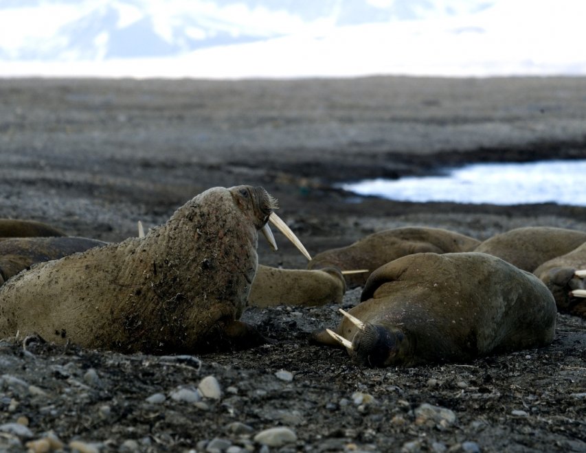 Wwf, le conseguenze del "Ghiaccio bollente" sul nostro pianeta