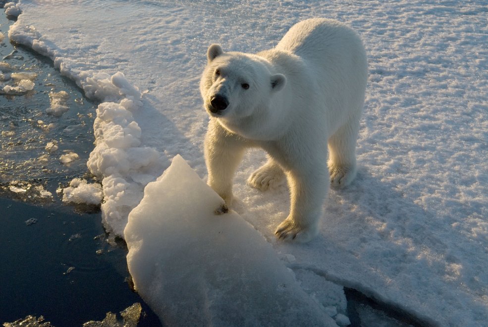 Wwf, le conseguenze del "Ghiaccio bollente" sul nostro pianeta