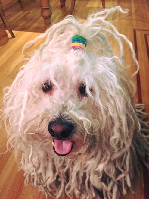 Beast, tra tenerezze e tecnologia: il cane social di Mark Zuckerberg