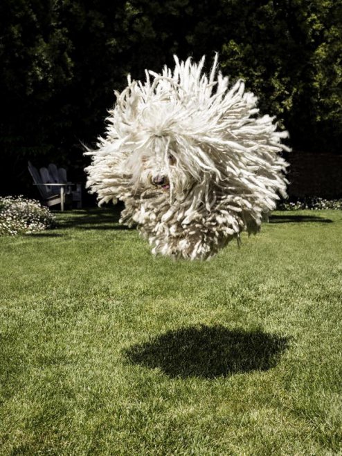 Beast, tra tenerezze e tecnologia: il cane social di Mark Zuckerberg