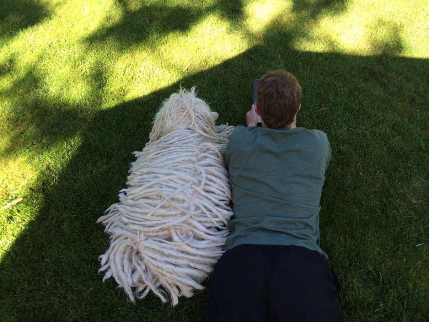 Beast, tra tenerezze e tecnologia: il cane social di Mark Zuckerberg
