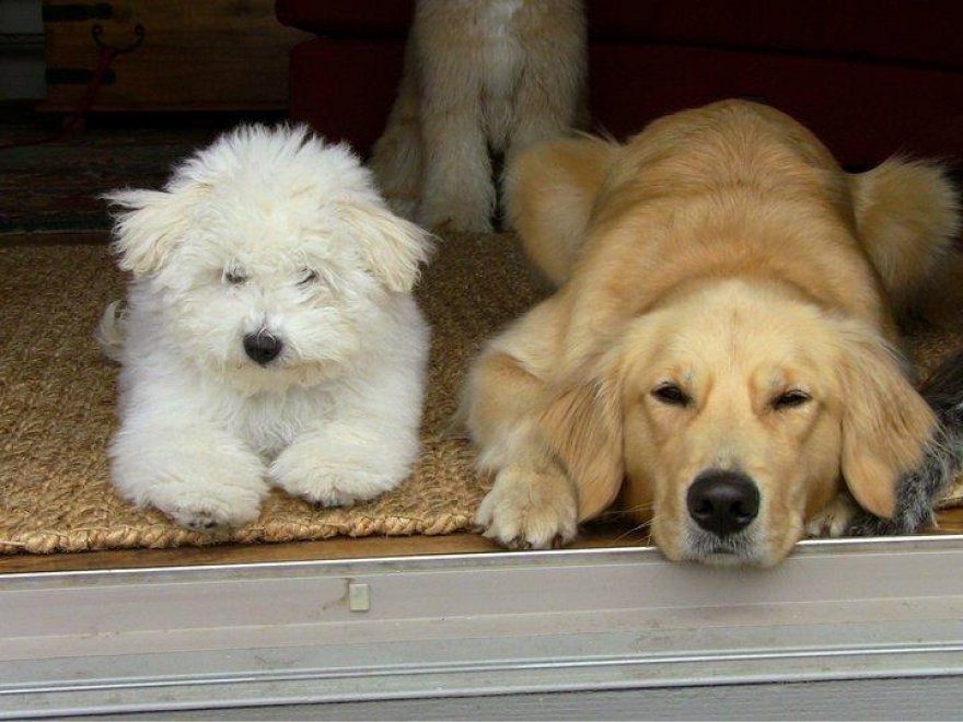 Beast, tra tenerezze e tecnologia: il cane social di Mark Zuckerberg