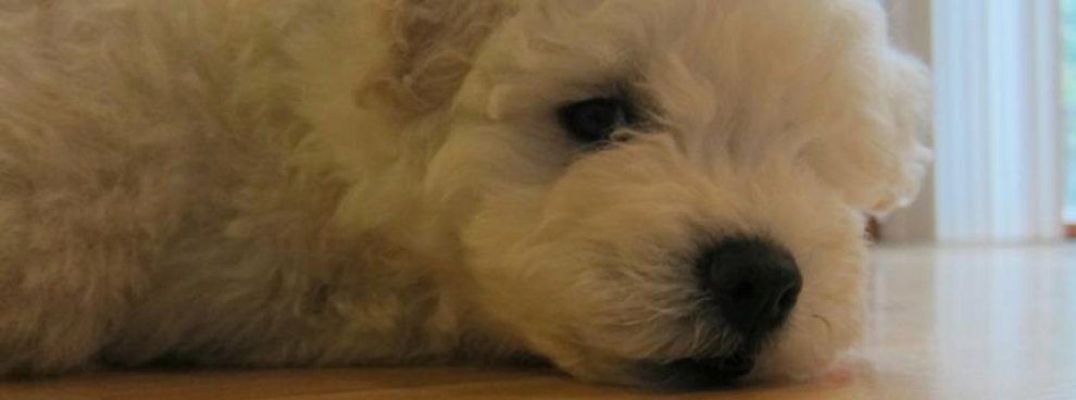 Beast, tra tenerezze e tecnologia: il cane social di Mark Zuckerberg