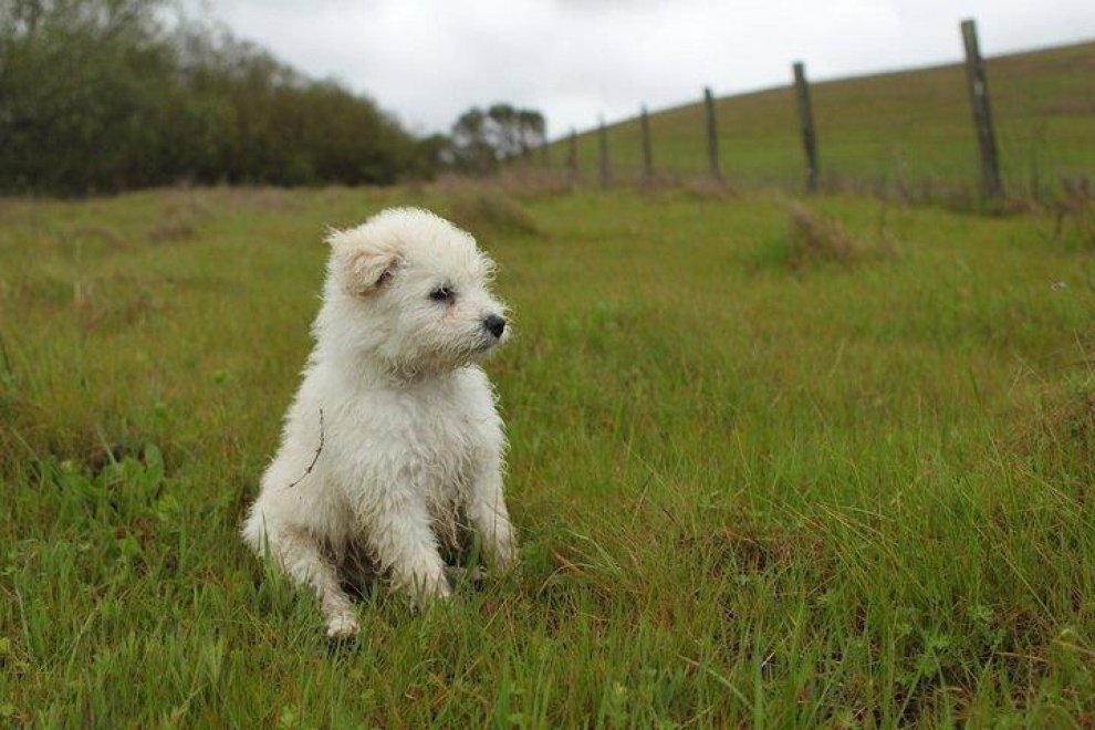 Beast, tra tenerezze e tecnologia: il cane social di Mark Zuckerberg