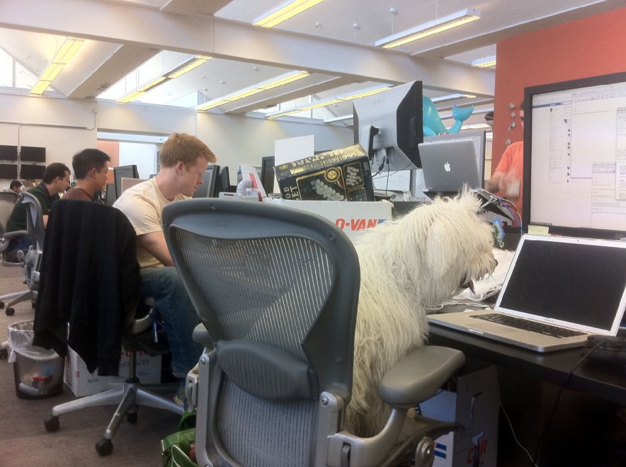 Beast, tra tenerezze e tecnologia: il cane social di Mark Zuckerberg