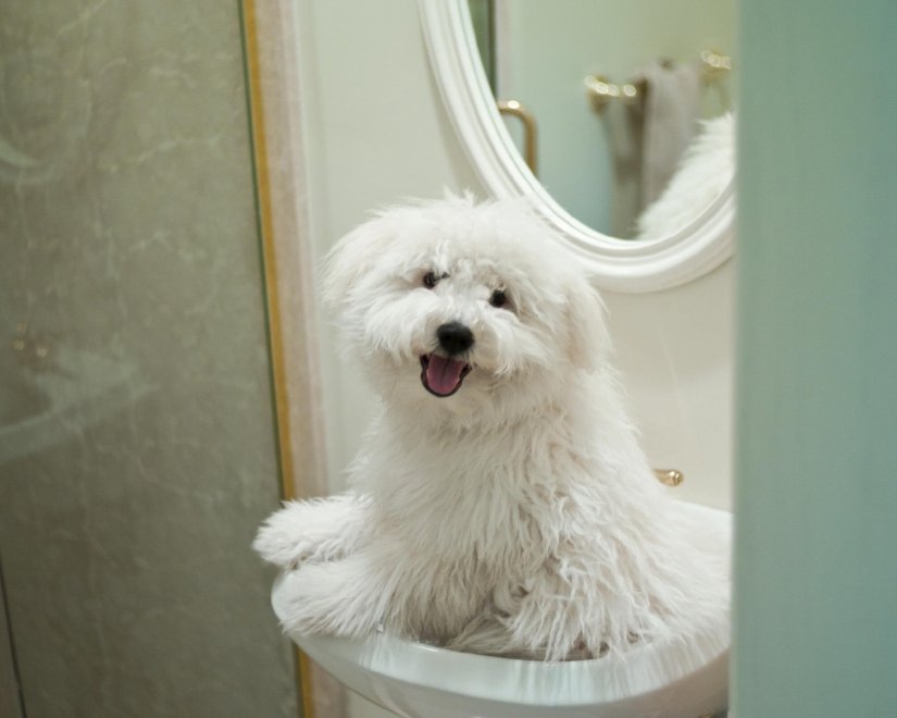 Beast, tra tenerezze e tecnologia: il cane social di Mark Zuckerberg
