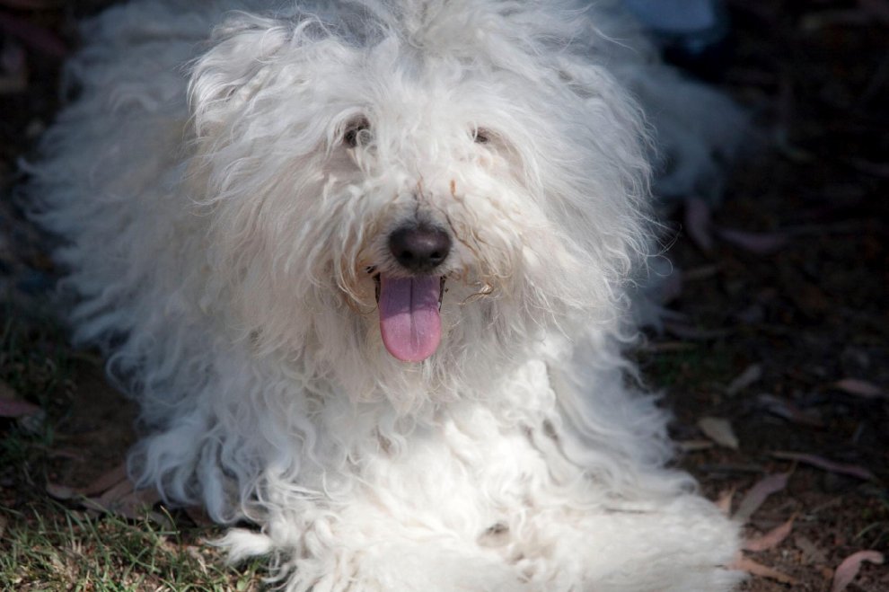 Beast, tra tenerezze e tecnologia: il cane social di Mark Zuckerberg