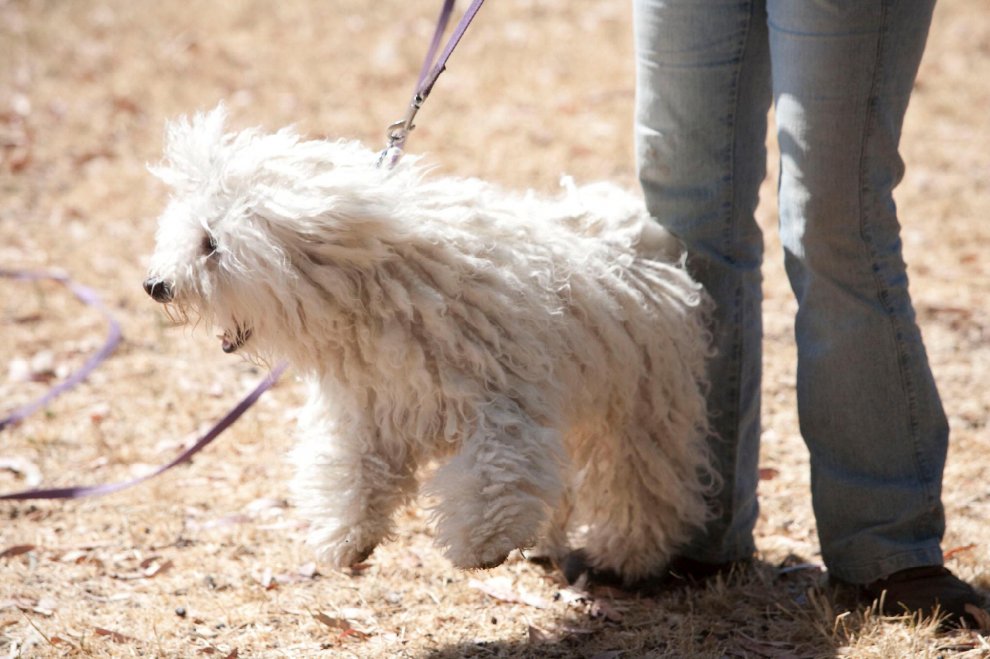 Beast, tra tenerezze e tecnologia: il cane social di Mark Zuckerberg