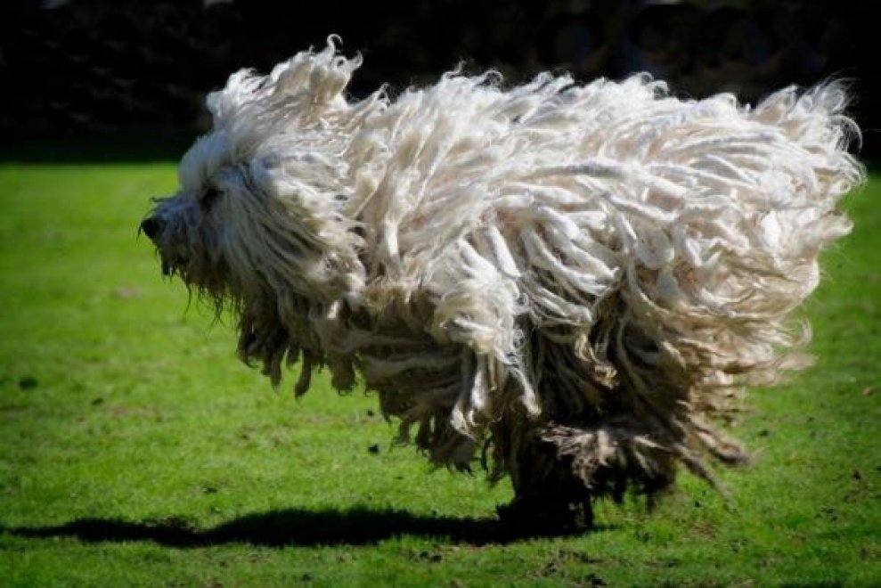Beast, tra tenerezze e tecnologia: il cane social di Mark Zuckerberg