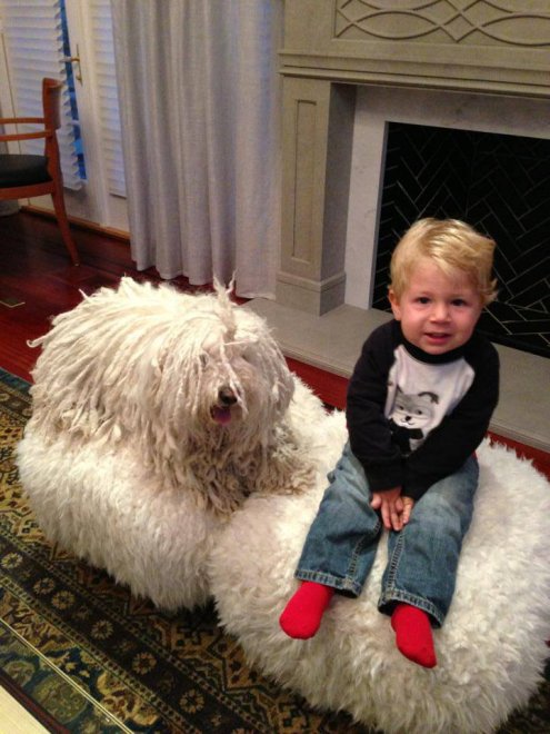 Beast, tra tenerezze e tecnologia: il cane social di Mark Zuckerberg