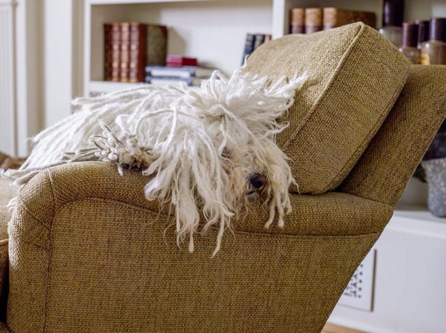 Beast, tra tenerezze e tecnologia: il cane social di Mark Zuckerberg