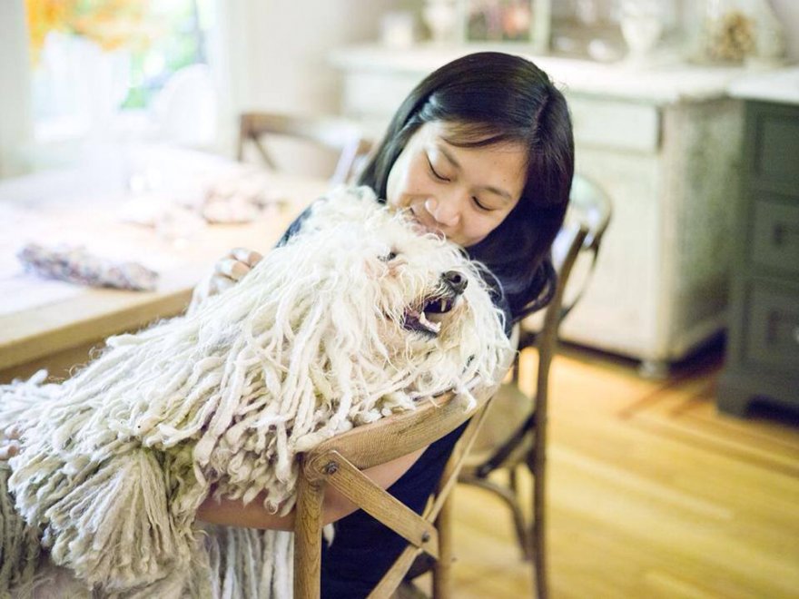 Beast, tra tenerezze e tecnologia: il cane social di Mark Zuckerberg