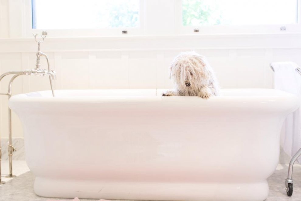 Beast, tra tenerezze e tecnologia: il cane social di Mark Zuckerberg