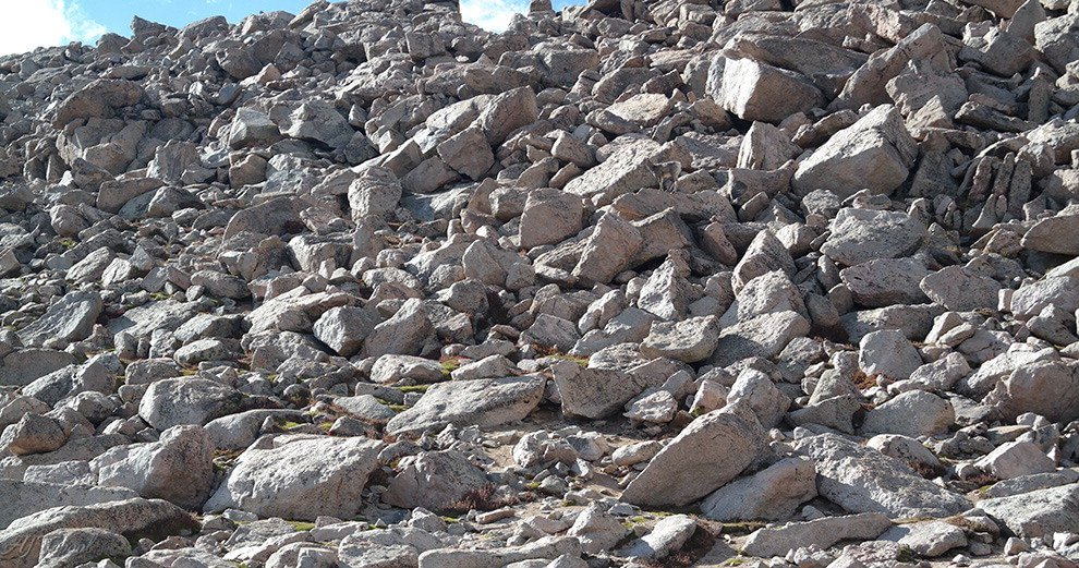 Il montone "camaleonte": scoprite dove si nasconde