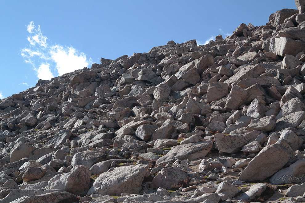 Il montone "camaleonte": scoprite dove si nasconde
