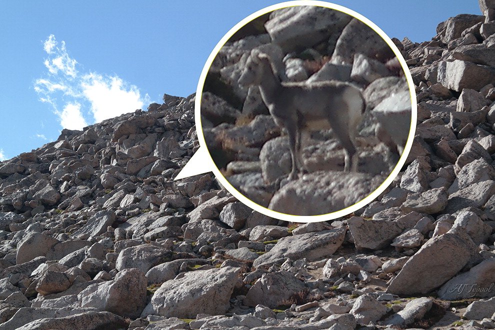 Il montone "camaleonte": scoprite dove si nasconde