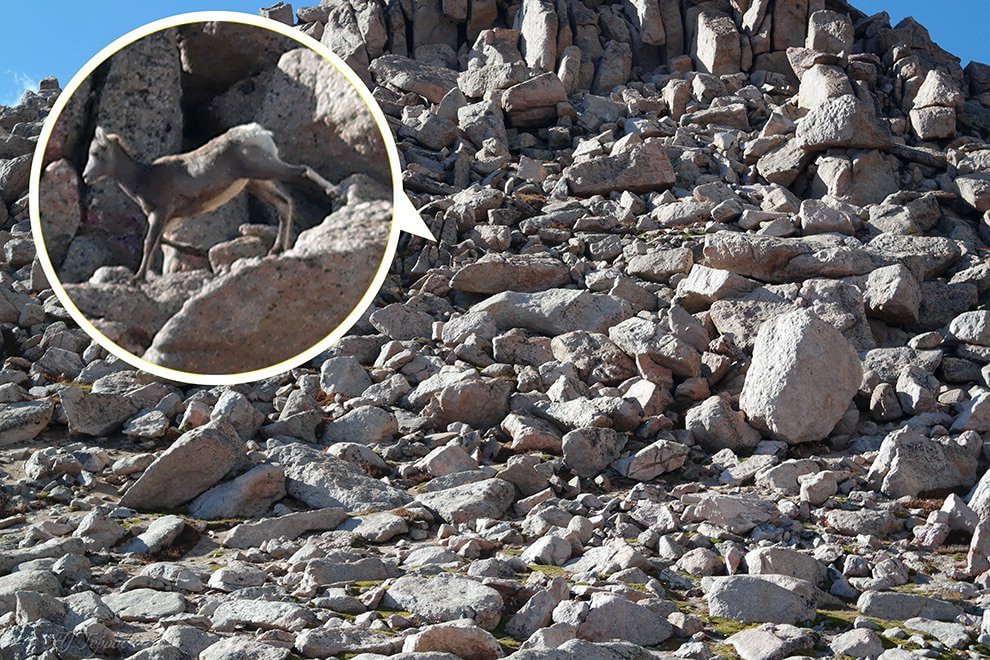 Il montone "camaleonte": scoprite dove si nasconde