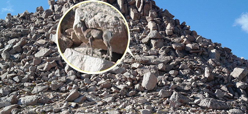 Il montone "camaleonte": scoprite dove si nasconde