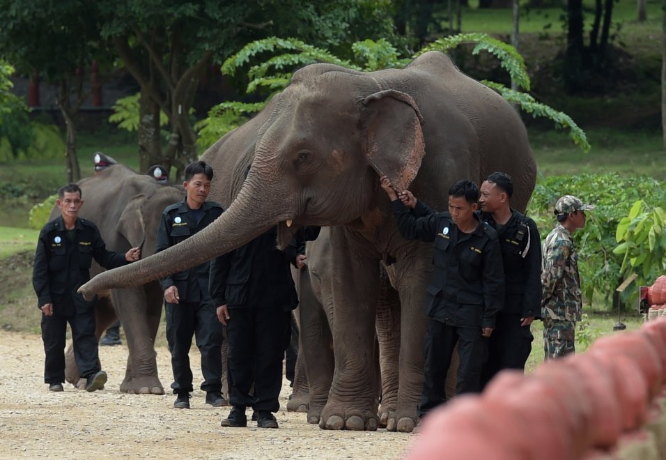 Thailandia, la principessa Maha rimette in libertà sei elefanti