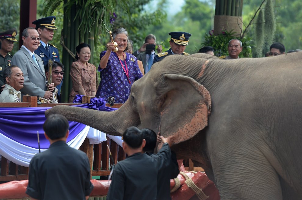 Thailandia, la principessa Maha rimette in libertà sei elefanti