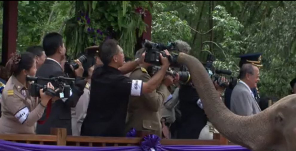 Thailandia, la principessa Maha rimette in libertà sei elefanti