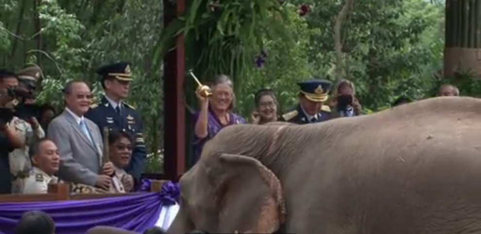 Thailandia, la principessa Maha rimette in libertà sei elefanti