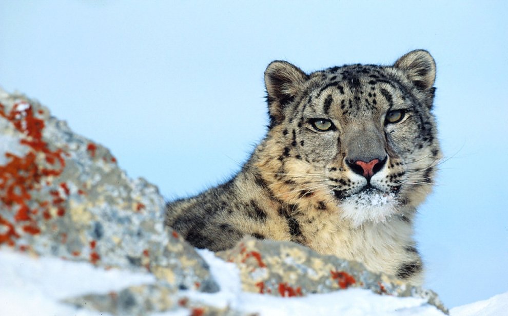 Fa troppo caldo per il leopardo delle nevi. Il WWF: "Rischia di sparire"