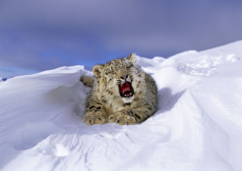 Fa troppo caldo per il leopardo delle nevi. Il WWF: "Rischia di sparire"