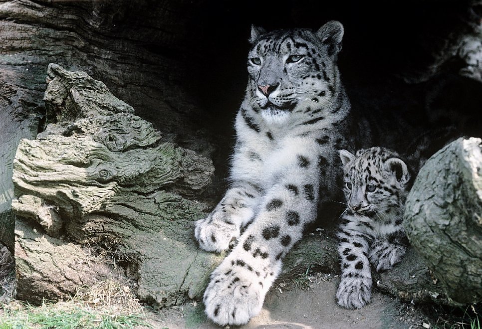 Fa troppo caldo per il leopardo delle nevi. Il WWF: "Rischia di sparire"