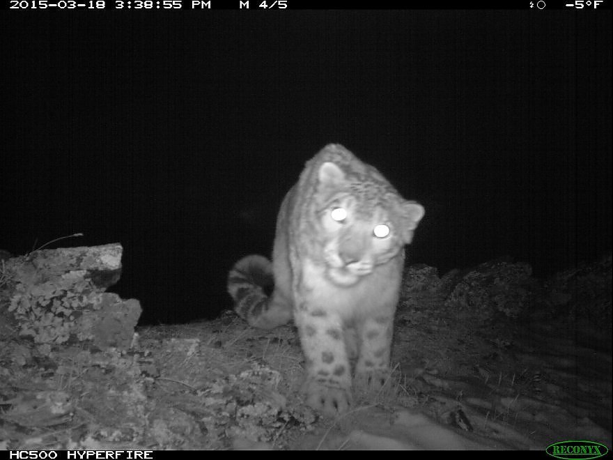 Fa troppo caldo per il leopardo delle nevi. Il WWF: "Rischia di sparire"