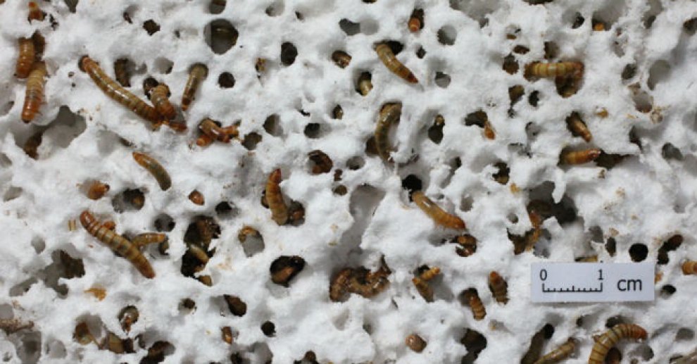 Dalle arance al rabarbaro, quando la natura salva la natura