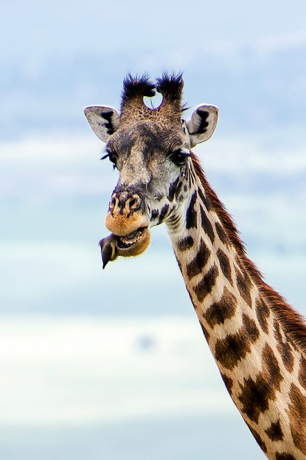Cibo in cambio di denti puliti: l'amicizia tra la giraffa e l'uccellino