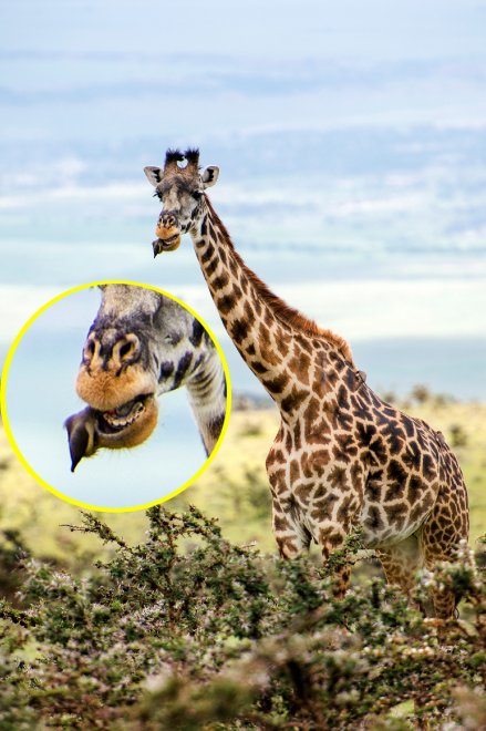 Cibo in cambio di denti puliti: l'amicizia tra la giraffa e l'uccellino