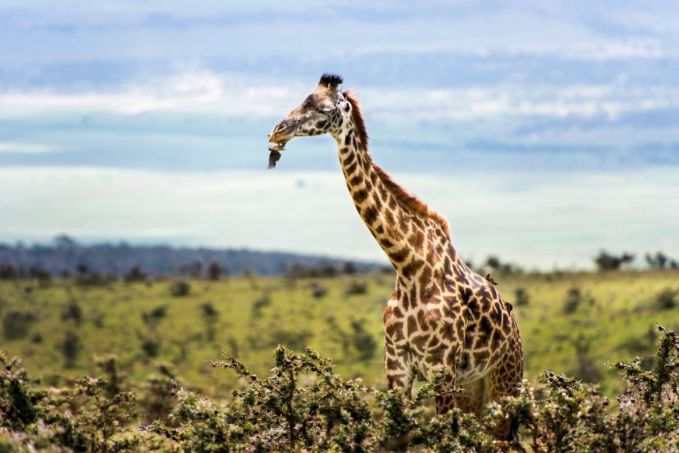 Cibo in cambio di denti puliti: l'amicizia tra la giraffa e l'uccellino