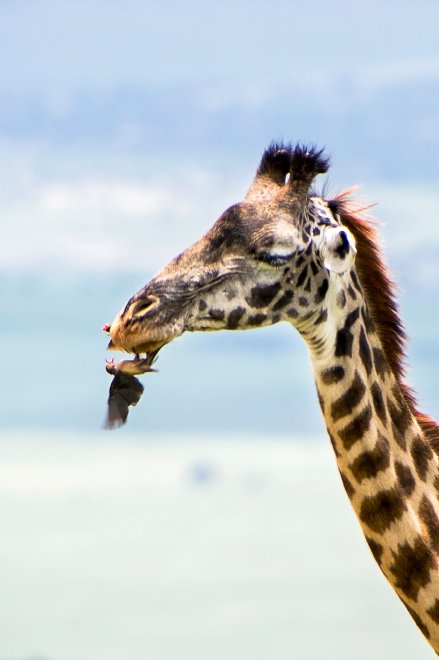 Cibo in cambio di denti puliti: l'amicizia tra la giraffa e l'uccellino
